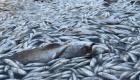 مرگ میلیون‌ها ماهی در رودخانه‌ای در عراق! (+تصاویر)