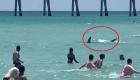 سمكة قرش تلاحق المصطافين على شاطئ شهير (فيديو)