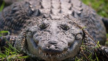 تمساح - أرشيفية