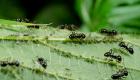 أصغر المخلوقات.. النمل يقدم للبشر درسا في التكيف المناخي