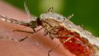 ظهور الملاريا في أمريكا.. تهمة جديدة بدفتر "المناخ"