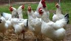چرا تعداد مرغ‌های روی زمین مهم است؟