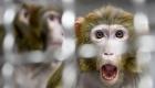 واردات میمون به ایران پرطرفدارترین کالا در مبادلات ایران و اوگاندا
