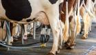 Çiğ süt fiyatı litre başına 11,5 liraya çıkarıldı 