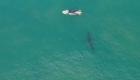 En Californie, un grand requin blanc nage près des surfeurs sur la plage