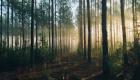 الحراجة الذكية.. "الطبيعة" تدعم الغابات في معركة تغير المناخ