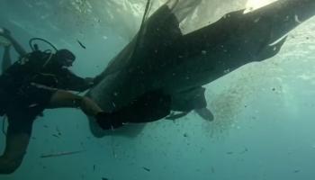 ببینید | نجات ۵ کوسه‌نهنگ توسط غواصان در سواحل اندونزی