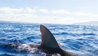 Incroyable - En France, un requin aperçu au large du Barcarès 