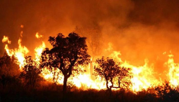 Incendies de forêts en Algérie