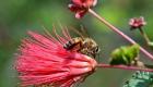 بلایی که تغییرات اقلیمی بر سر زنبورهای عسل آوردند