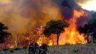 Feux de forêts Algérie : des incendies embrasent plusieurs wilayas..Vidéo
