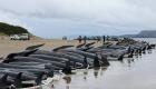 Australie : des dizaines de globicéphales échoués sur une plage