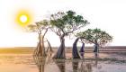 درختان حرا سپری برای محافظت از سواحل در برابر تغییرات اقلیمی