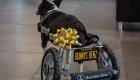 Mercedes Benz réalise le rêve d’un chien ayant perdu ses pattes arrières