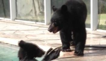 Un ours se baigne dans une piscine en Californie