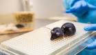 Bilim dünyasında dev adım: Alzheimer savaşlarına karşı aşı fareler üzerinde başarıyla test edildi