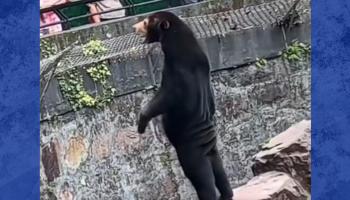 Chine: un zoo nie que son ours est un humain déguisé ! 