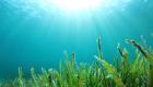  كيف تواجه الأعشاب المرجانية الاصطناعية تغير المناخ؟ (مقابلة)