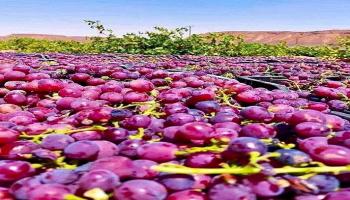 العنب اليمني