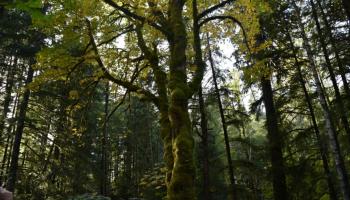 أشجار لمواجهة تغير المناخ - أرشيفية