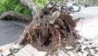 ببینید | طوفان خانون در تایوان درختان را از ریشه درآورد 