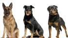 Chiens méchants : top 8 des races de chiens les plus dangereux