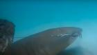 غواص ينقذ سمكة قرش عملاقة من "خطاف صيد" (فيديو)