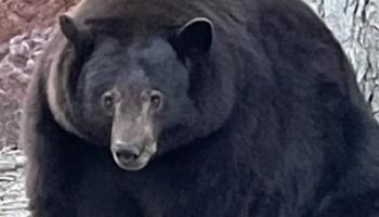 Californie: L'ours cambrioleur est capturé ! 