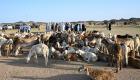 الفريق الإنساني الإماراتي يوزع 200 رأس ماشية على أهالي منطقة تشادية