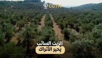 الزيت السائب يُحير الأتراك