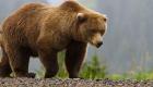 بعد 4 سنوات.. اليابان تتمكن من قتل الدب البني "قاتل الماشية"