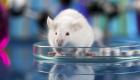 Abur cubur yiyen fareler sağlıklı kalmayı nasıl başardı?