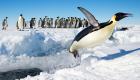 Küresel Isınma, Antarktika'da İmparator penguenlerini tehdit ediyor