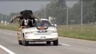 Au volant avec un taureau dans sa voiture, il s’en sort avec un simple avertissement