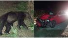 Un ours écrasé par une voiture en Espagne 