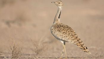 طائر الحبارى