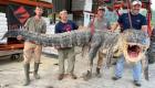 شکار بزرگترين تمساح در آمریکا (+تصاویر) 