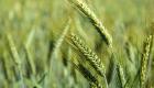 التريتيكال.. هل يعيد تغير المناخ الاعتبار لبديل القمح؟