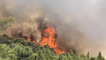 حرائق الغابات في اليونان تلحق أضراراً كبيرة بالنظم البيئية