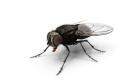 "الحشرات" تقتحم عالم الاقتصاد.. سوق واعدة تجذب شركات ناشئة