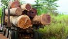Afrique : Nouvelles révélations sur un trafic de bois de rose entre le Mali et le Sénégal
