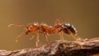 النمل الناري يغزو أوروبا.. خطر مناخي يهدد أكبر الاقتصادات