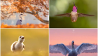 گزارش تصویری | آرامش جادویی پرندگان در طبیعت