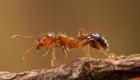 Ateş karıncaları Avrupa'yı istila ediyor: İklim tehlikesi, en büyük ekonomileri tehdit ediyor 
