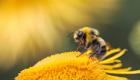 نحل العسل يدعم المناخ.. قوة في مواجهة التلوث