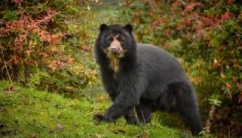  L'ours andin au zoo de Chester : Un espoir pour une espèce en danger