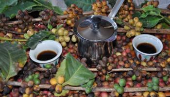 صناعة القهوة في خطر