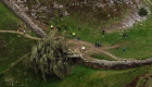 جنجال در بریتانیا در پی قطع یک درخت ۲۰۰ ساله به دست پسر ۱۶ ساله