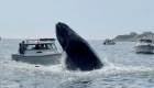برخورد نهنگ با قایقی در استرالیا یک کشته بر جای گذاشت