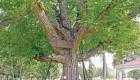 عکس | این درخت ترسناک بیش از یک قرن پیش در بازداشت به سر می‌برد؛ علت چیست؟